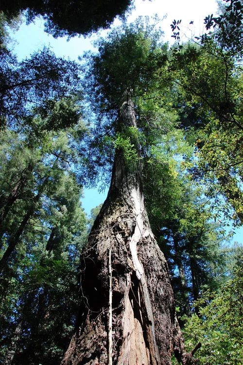 Armstrong Redwoods State Natural Reserve